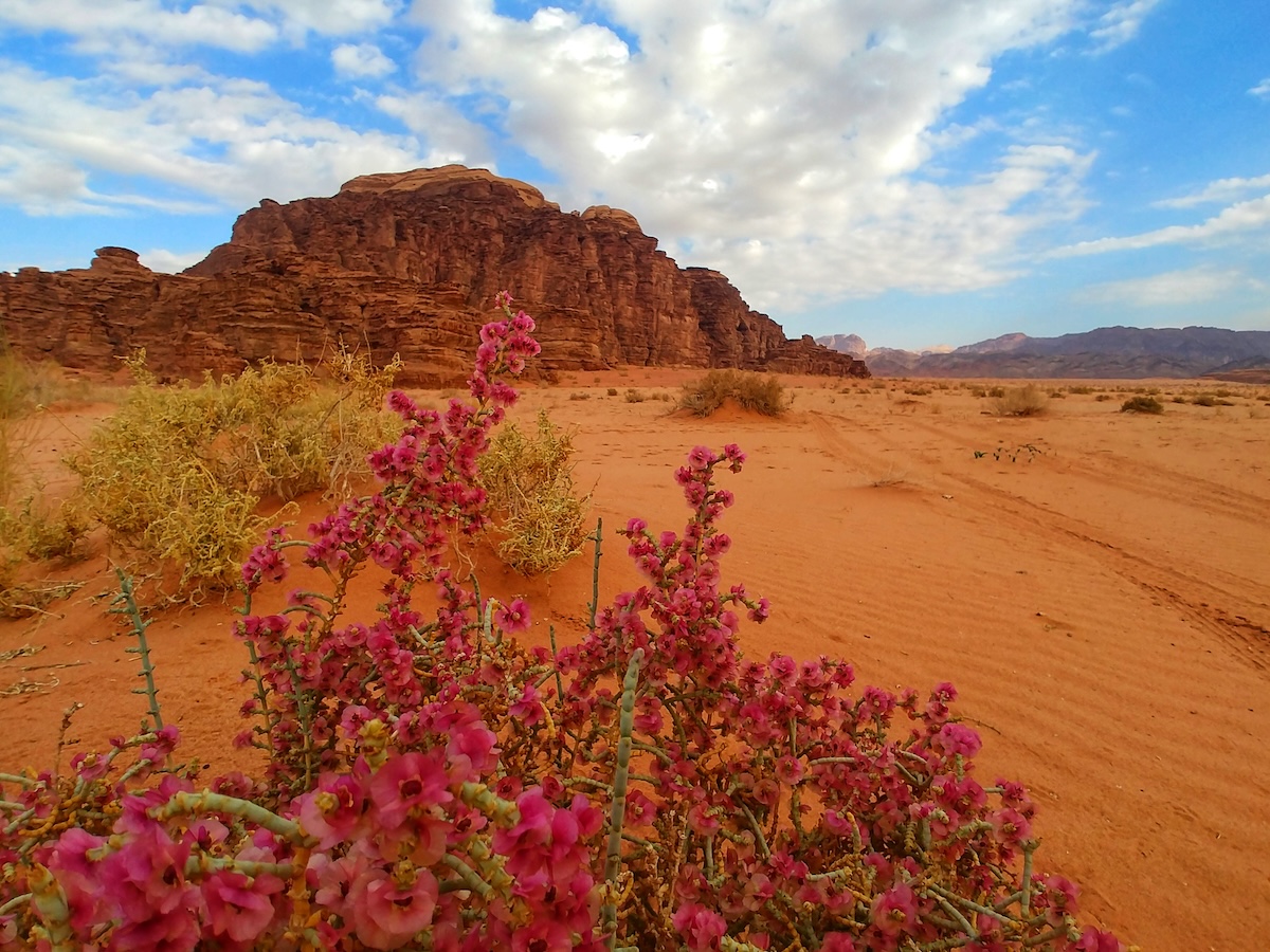 Il deserto rosso di Wadi Rum con fiori selvatici durante il Jordan Trail